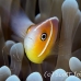 anemonefish_pink_bh_h_0288_pal0978.jpg